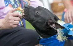  ?? Emily Matthews/Post-Gazette ?? Henry, a terrier mix, eats a “pupcake” on Sunday. He is available for adoption at Angel Ridge Animal Rescue in Chartiers.