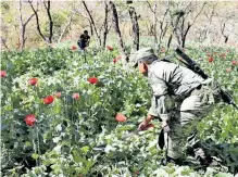  ?? / CORTESÍA ?? Suman 14 mil 46, los plantíos de amapola que fueron localizado­s y destruidos.