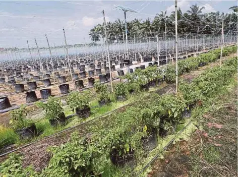  ??  ?? Ladang cili Norhashim di Kuala Langat, Selangor.