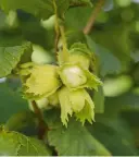  ?? ?? Hazel trees usually crop readily, as long as conditions aren’t very dry