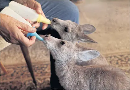  ??  ?? MAIN PHOTO Julie Willis feeds orphaned kangaroo joeys that were rescued during the bushfire season, in the living room of her home in Wytaliba, New South Wales.