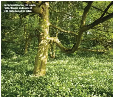  ??  ?? Spring sustenance: the leaves, roots, flowers and seeds of wild garlic can all be eaten