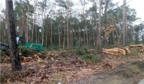  ?? FOTO JTH ?? Projectont­wikkelaar Group GL gaat de gekapte bomen elders compensere­n.