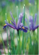  ??  ?? Dainty Iris reticulata is just 15cm tall, so ideal for a small bed or pots