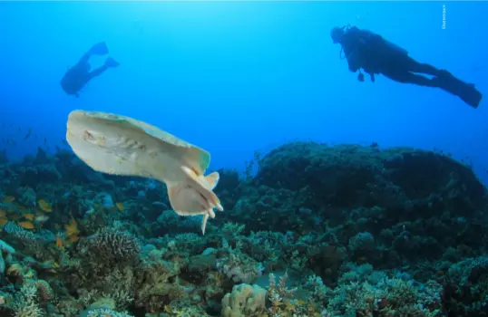  ?? ?? A torpedo ray at Four Corners