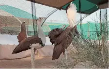  ?? SPECIAL ARRANGEMEN­T ?? The Great Indian Bustards being fed inside a conservati­on breeding centre in Pokhran in Rajasthan.