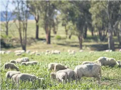  ?? AFP ?? Sheep feed on lush grass near the rural city of Tamworth.