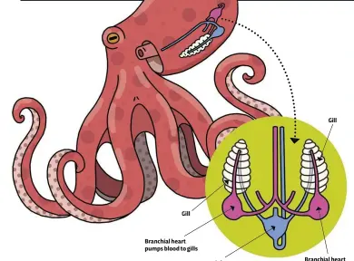  ??  ?? Gill Branchial heart pumps blood to gills Branchial heart pumps blood to gills Systemic heart pumps blood round body Gill