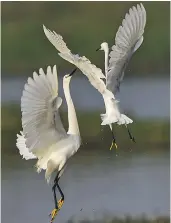  ?? — PTI ?? A pair of White Egret at Perumbakka­m marshland, near Chennai, on Thursday.