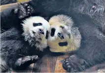  ??  ?? Yuan Meng, the first panda born in France, turned one yesterday. The pink panda was born in Beauval Zoo and was officially named by Brigitte Macron.