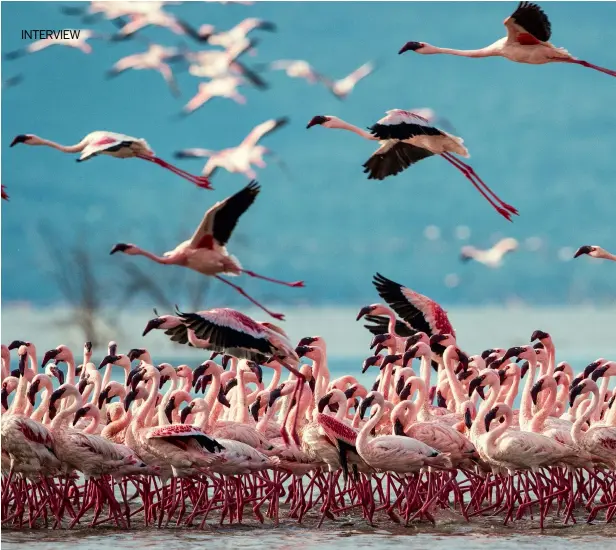  ??  ?? Above
PINK FLAMINGOS
Project WILD involved photograph­ing and documentin­g many species from all around the world, across all seven continents – a huge undertakin­g
