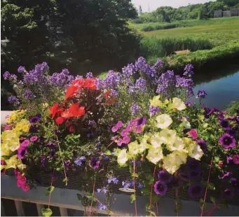  ?? Paula JOHnSOn ?? IN BLOOM: A bridge adorned with flowers crosses over a marsh along Route 6A.