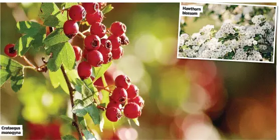  ?? ?? Crataegus monogyna
Hawthorn blossom