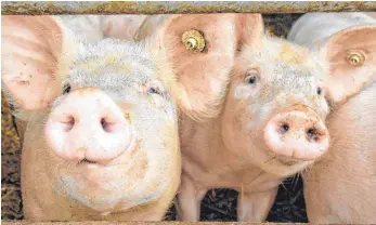  ?? FOTO: DPA ?? In der Metzgerei von Arnold Heim dürfen inzwischen pro Woche weniger Schweine geschlacht­et werden als bisher, das bringt einige Probleme für Metzger und Landwirte aus der Region mit sich.