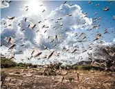  ?? SVEN TORFINN/FAO ?? A swarm of desert locusts flies March 31 in Kipsing, Kenya. A second wave of insects is 20 times the size of the first.