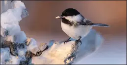  ?? ?? CACHING SEEDS – A black-capped chickadee about to take off with a shelled sunflower seed to cache it for safe keeping for a hungry day. Studies have found that cached food is most often retrieved by the chickadee that stashed it and seldom is taken by other birds or animals.