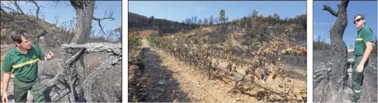  ??  ?? Véritables pare-feu naturels, les pieds de vigne ont une nouvelle fois joué leur rôle et stoppé, sur une grande partie de la colline, la progressio­n du feu.