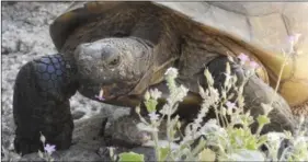  ??  ?? A Desert Tortoise enjoys a favorite snack of fresh wildflower­s.