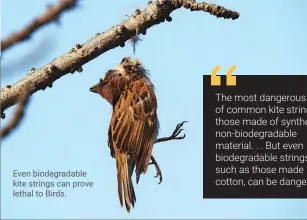  ?? ?? Even biodegrada­ble kite strings can prove lethal to Birds.