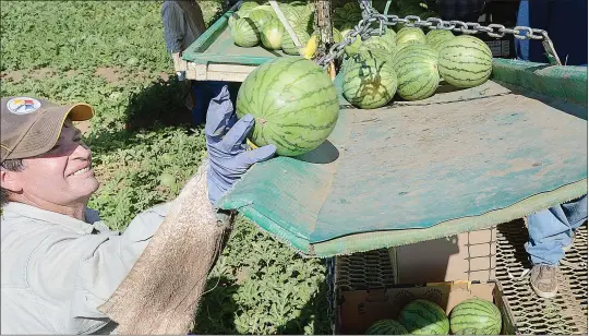  ??  ?? ABOVE: A worker with Foothills Packing places a mini watermelon on a moving packing table that is hooked to a flatbed trailer pulled by a tractor while he and his crew, along with a cutting crew, harvest the melons in a field for Dulcinea Farms and...