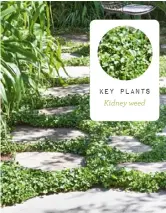 ??  ?? key plants Kidney weed