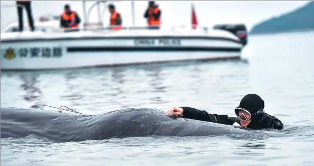  ?? PHOTOS BY MAO SIQIAN / XINHUA ?? A profession­al diver puts inspection equipment on the whale to check its hearing and health.