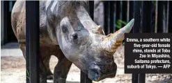  ??  ?? Emma, a southern white five-year-old female rhino, stands at Tobu
Zoo in Miyashiro, Saitama prefecture, suburb of Tokyo. — AFP