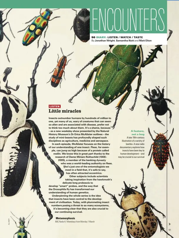  ??  ?? A feature, not a bug
A late 19th-century illustrati­on of a variety of beetles. A new radio documentar­y explores how insects have been key to human developmen­t – and may be crucial to our survival