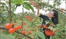  ?? FOR CHINA DAILY ?? A tourist harvests cherries from an orchard in an Ecopark in Fuzhou city, Jiangxi province in April