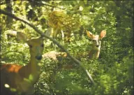  ?? Brian A. Pounds / Hearst Connecticu­t Media ?? A deer family with two spotted fawns in the woods at Devil’s Den preserve inWeston on July 25.