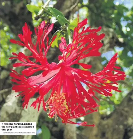  ?? Ian Derbyshire/Royal Botanic Gardens Kew ?? Hibiscus hareyae, among the new plant species named this year