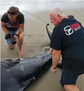  ??  ?? Steve Whitehouse pioneered whale rescue in New Zealand, and designed the pontoons now used in 40 countries. He is pictured with Dr Ingrid Visser, a world-renowned orca expert.