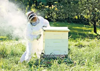  ??  ?? Smoke screen: bee-keeper Sarah More has found an antidote to bee stings