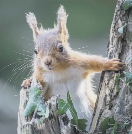  ??  ?? 0 The bridge for threatened red squirrels has proved popular since being suspended over the A896 in Wester Ross, along with warning signs