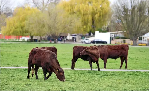  ?? ?? »Red Poll cattle along with Kunekune pigs and Kerry Hill and Llanwenog sheep are among the new breed sections at the Devon County Show this
year
