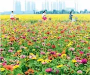  ??  ?? 15 de abril de 2018. Un mar de flores en la ciudad de Qionghai, Hainan.