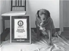  ?? PROVIDED ?? Not only is Bobi the world’s oldest living dog, but he’s the oldest ever to have lived, Guinness said in an article. The previous record-holder was Bluey, an Australian cattle dog who was born in 1910 and lived to be 29 years and five months old.