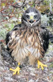  ??  ?? DISAPPEARA­NCE Satellite-tagged hen harrier