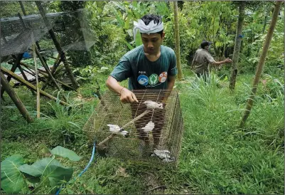  ?? (File Photos/ap/tatan Syuflana) ?? A volunteer of Friends of the National Parks Foundation carries Bali mynahs in a cage April 19 prior to releasing them into the wild in Tabanan, Bali, Indonesia.