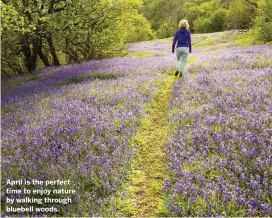  ??  ?? April is the perfect time to enjoy nature by walking through bluebell woods.