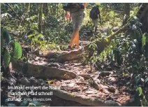  ?? FOTO: BRANDL/DPA ?? Im Wald erobert die Natur manchen Pfad schnell zurück.