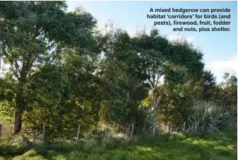  ??  ?? A mixed hedgerow can provide habitat ‘corridors’ for birds (and pests), firewood, fruit, fodder and nuts, plus shelter.