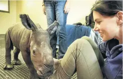  ??  ?? Bonné de Bod with four-day-old white rhino calf Makhosi, who was orphaned by poachers.