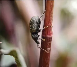  ?? ?? Pick vine weevils off your plants to stop them feeding on leaves