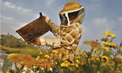  ??  ?? A beekeeper inspects a rack of honeybees, which produce royal jelly. Photograph: Said Khatib/AFP/Getty Images