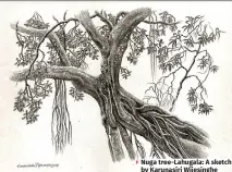  ?? Nuga tree-Lahugala: A sketch by Karunasiri Wijesinghe ??