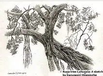 Colombosco­pe: Artists look to regaining lost environmen­tal wisdom ...