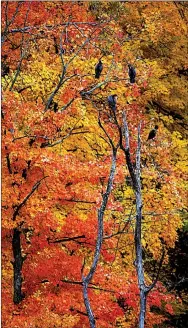  ?? Photo by Randy Moll ?? Cormorants perch in the trees in front of a colorful backdrop of fall foliage at the Eagle Watch Nature Area in Gentry.