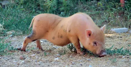  ??  ?? In cortile Il maialino Ettore a Martignano. Per la sua padrona era un animale da compagnia. La sua vicenda aveva fatto il giro del web nel 2013