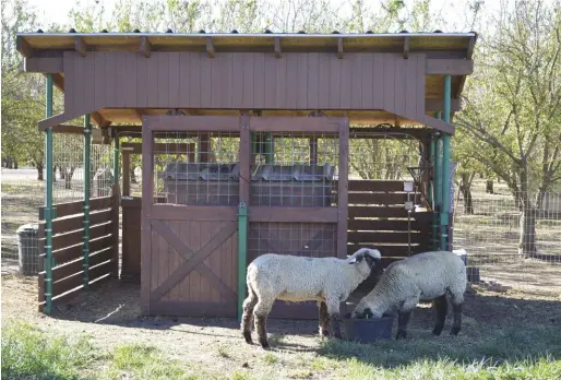  ??  ?? Two lambs enjoy a nibble of mineralize­d salt near the sheep shed. Pens don’t need to be this elaborate, but you should be able to close doors to keep the sheep locked up, if necessary. This pen has two rolling doors on a track.
The ground space inside is 10-by-12 feet.